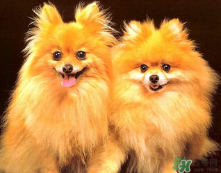 狗狗能吃薺菜嗎？狗吃了薺菜會(huì)生病嗎？