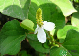 薺菜和魚腥草能一起吃嗎？薺菜和魚腥草可以同時泡茶嗎？