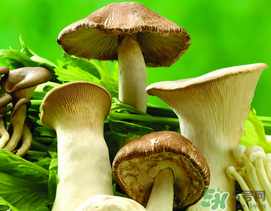 薺菜和蘑菇能一起吃嗎？薺菜和菇類能一起吃嗎？