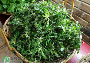 乙肝能吃薺菜嗎？乙肝病人可以吃薺菜嗎？