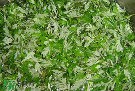 蒿子什么時(shí)候有？蒿子什么時(shí)候長？