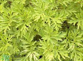 蒿子什么時(shí)候有？蒿子什么時(shí)候長？