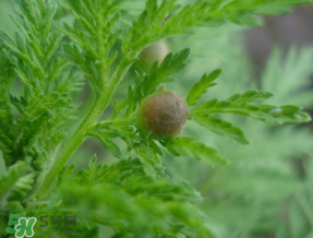 青蒿能吃嗎？青蒿可以吃嗎？