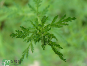 青蒿能吃嗎？青蒿可以吃嗎？