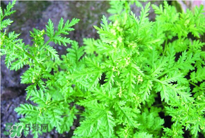 吃青蒿有好處嗎？青蒿的功效與作用