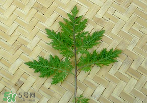 吃青蒿有好處嗎？青蒿的功效與作用