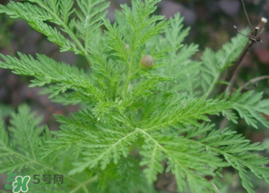 蒿子怎么做好吃？蒿子能涼拌嗎？