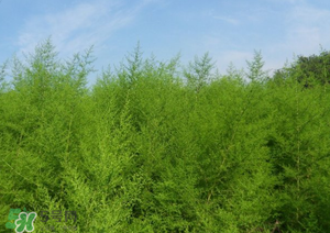 蒿子怎么做好吃？蒿子能涼拌嗎？