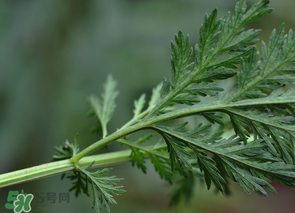 蒿子怎么做好吃？蒿子能涼拌嗎？