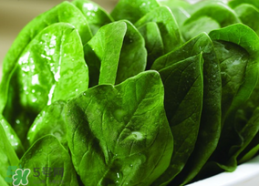 菠菜汁和面菠菜還焯嗎？菠菜汁和面需要焯水嗎？