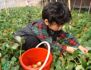 清明節(jié)還有草莓嗎？清明節(jié)的草莓能吃嗎？