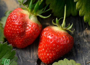 清明節(jié)還有草莓嗎？清明節(jié)的草莓能吃嗎？