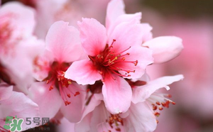 清明節(jié)還有桃花嗎？清明節(jié)去哪里看桃花？