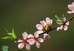 清明節(jié)還有桃花嗎？清明節(jié)去哪里看桃花？