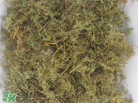 青蒿可以泡水喝嗎？青蒿能泡水喝嗎？