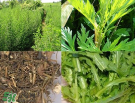 青蒿可以泡水喝嗎？青蒿能泡水喝嗎？