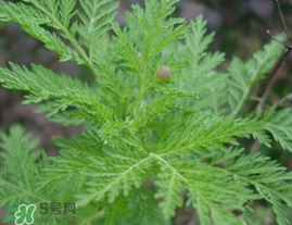 青蒿可以泡水喝嗎？青蒿能泡水喝嗎？