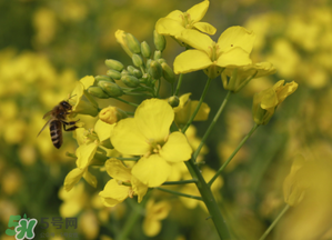 2017年清明節(jié)油菜花開(kāi)了嗎？2017年清明節(jié)還有油菜花嗎？