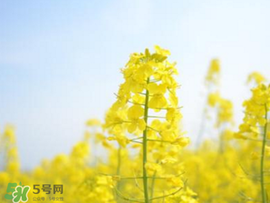 2017年清明節(jié)油菜花開(kāi)了嗎？2017年清明節(jié)還有油菜花嗎？