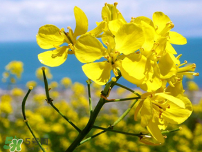 2017年清明節(jié)油菜花開(kāi)了嗎？2017年清明節(jié)還有油菜花嗎？