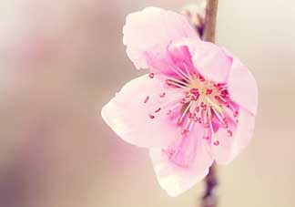 清明節(jié)還有桃花嗎？清明節(jié)去哪里看桃花？