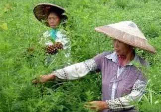 青蒿可以泡水喝嗎？青蒿能泡水喝嗎？