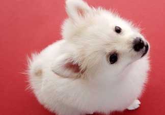 狗狗能吃薺菜嗎？狗吃了薺菜會(huì)生病嗎？