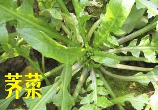 薺菜和狗肉能一起吃嗎？狗肉跟薺菜可以同食嗎？