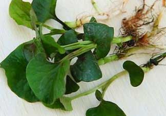 薺菜和魚腥草能一起吃嗎？薺菜和魚腥草可以同時泡茶嗎？