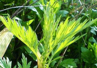 吃青蒿有好處嗎？青蒿的功效與作用