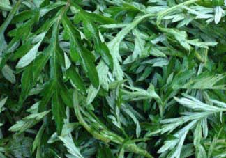 蒿子什么時候有？蒿子什么時候長？