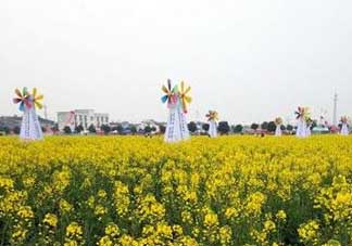 2017年清明節(jié)油菜花開了嗎？2017年清明節(jié)還有油菜花嗎？