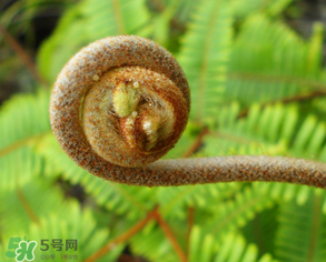 蕨菜什么時候采摘？蕨菜什么時候有？