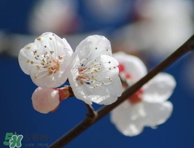 2017年春天為什么這么冷？2017年春天怎么這么冷？