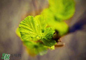 2017年春天為什么這么冷？2017年春天怎么這么冷？