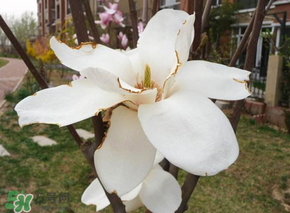 2017年春天為什么這么冷？2017年春天怎么這么冷？