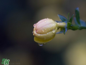 2017年谷雨是幾月幾號(hào)？2017年谷雨是哪一天？