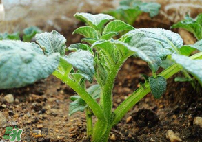 清明節(jié)能種土豆嗎？土豆什么時(shí)候種植？