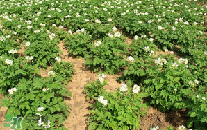 清明節(jié)能種土豆嗎？土豆什么時(shí)候種植？