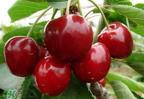 山東櫻桃什么時候上市？山東櫻桃什么時候成熟？