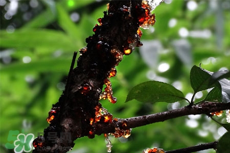 哺乳期能吃桃膠嗎？產(chǎn)后可以吃桃膠嗎？