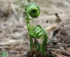 蕨菜什么時候采摘？蕨菜什么時候有？