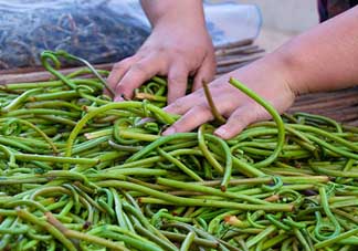 蕨菜什么時候采摘？蕨菜什么時候有？