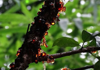 桃膠經期能吃嗎？月經期可以吃桃膠嗎？