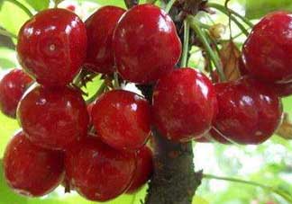 拉賓斯和美早哪個(gè)好吃？美早和拉賓斯的區(qū)別