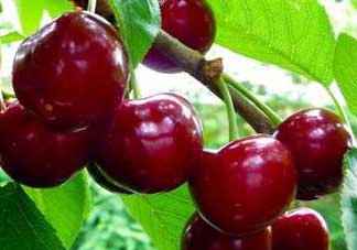 櫻桃什么品種最好吃？櫻桃哪個品種最好吃？