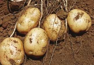 清明節(jié)能種土豆嗎？土豆什么時(shí)候種植？