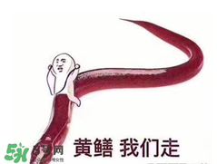 七彩皮皮鱔我們往死里鉆是什么意思？七彩皮皮鱔我們?nèi)€好地方是什么意思？