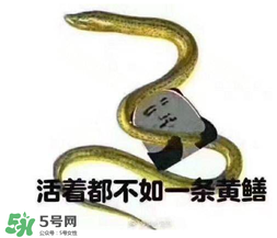 七彩皮皮鱔我們往死里鉆是什么意思？七彩皮皮鱔我們?nèi)€好地方是什么意思？