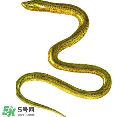 七彩皮皮鱔我們往死里鉆是什么意思？七彩皮皮鱔我們?nèi)€好地方是什么意思？